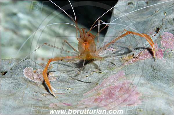 Island Susac, Croatia, Adriatic sea, Mediterranean sea, Stenopus spinosus, Stenopus, Stenopodidae, Decapoda, Golden coral shrimp, Mediterranean coral shrimp, Shrimp, Crustacea, Crustacean