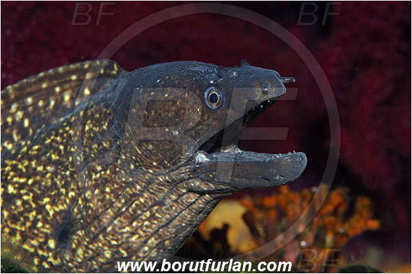 Island Susac, Croatia, Adriatic sea, Mediterranean sea, Muraena helena, Muraena, Muraenidae, Mediterranean moray, Moray, Fish, Portrait