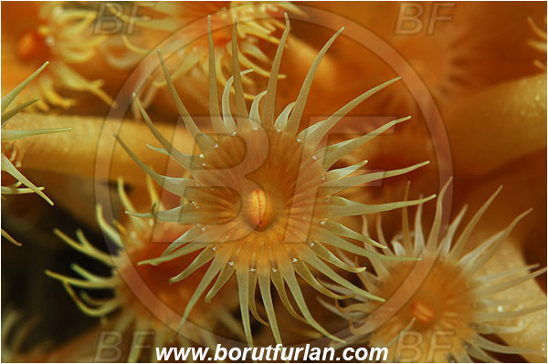 Island Susac, Croatia, Adriatic sea, Mediterranean sea, Parazoanthus axinellae, Parazoanthus, Parazoanthidae, Yellow cluster anemone, Anemone, Anthozoa, Cnidaria, Cnidarian, Abstract