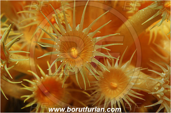 Island Susac, Croatia, Adriatic sea, Mediterranean sea, Parazoanthus axinellae, Parazoanthus, Parazoanthidae, Yellow cluster anemone, Anemone, Anthozoa, Cnidaria, Cnidarian, Abstract