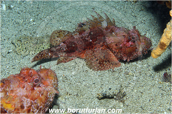 Island Susac, Croatia, Adriatic sea, Mediterranean sea, Scorpaena scrofa, Scorpaena, Scorpaenidae, Great red scorpionfish, Scorpionfish, Fish