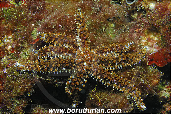 Island Susac, Croatia, Adriatic sea, Mediterranean sea, Coscinasterias tenuispina, Coscinasterias, Asteriidae, Many-armed starfish, Blue spiny starfish, Strafish, Asteroidea, Echinodermata, Echinoderm