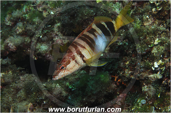 Island Susac, Croatia, Adriatic sea, Mediterranean sea, Serranus scriba, Serranus, Serranidae, Painted comber, Fish