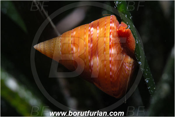 Island Susac, Croatia, Adriatic sea, Mediterranean sea, Calliostoma zizyphinum, Calliostoma, Calliostomatidae, European painted top shell, Sea snail, Gastropoda, Mollusca, Mollusc