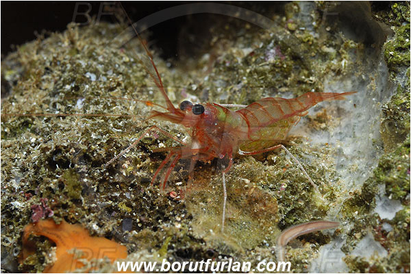 Island Susac, Croatia, Adriatic sea, Mediterranean sea, Lysmata nilita, Lysmata, Lysmatidae, Decapoda, Prawn, Shrimp, Crustacea, Crustacean