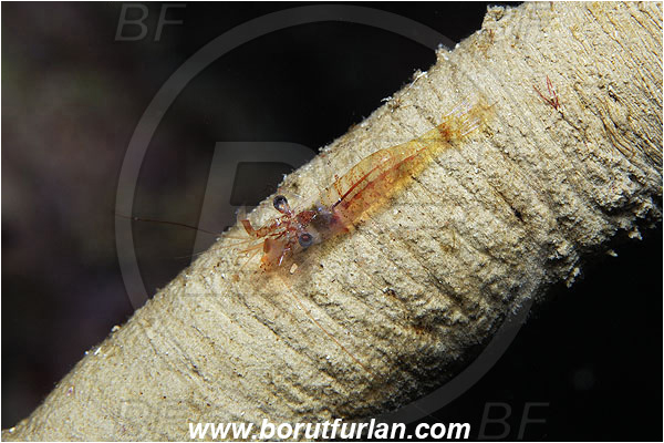 Island Susac, Croatia, Adriatic sea, Mediterranean sea, Decapoda, Prawn, Shrimp, Crustacea, Crustacean, Unidentified
