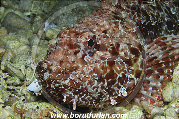 Island Susac, Croatia, Adriatic sea, Mediterranean sea, Scorpaena scrofa, Scorpaena, Scorpaenidae, Great red scorpionfish, Scorpionfish, Fish, Portrait