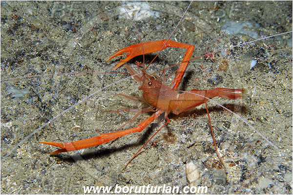 Island Susac, Croatia, Adriatic sea, Mediterranean sea, Stenopus spinosus, Stenopus, Stenopodidae, Decapoda, Golden coral shrimp, Mediterranean coral shrimp, Shrimp, Crustacea, Crustacean