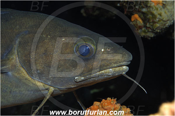 Island Susac, Croatia, Adriatic sea, Mediterranean sea, Phycis phycis, Phycis, Phycidae, Forkbeard, Fish, Portrait