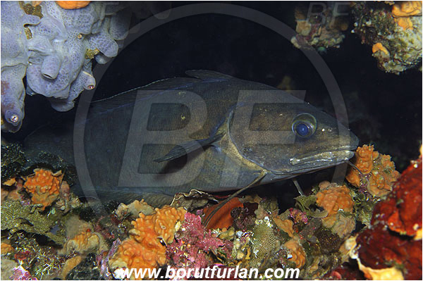 Island Susac, Croatia, Adriatic sea, Mediterranean sea, Phycis phycis, Phycis, Phycidae, Forkbeard, Fish
