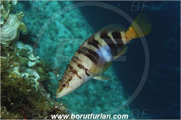 Island Susac, Croatia, Adriatic sea, Mediterranean sea, Serranus scriba, Serranus, Serranidae, Painted comber, Fish