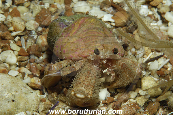 Island Susac, Croatia, Adriatic sea, Mediterranean sea, Pagurus prideaux, Pagurus, Paguridae, Crustacea, Crustacean, Anemone hermit crab, Hermit crab, Crab