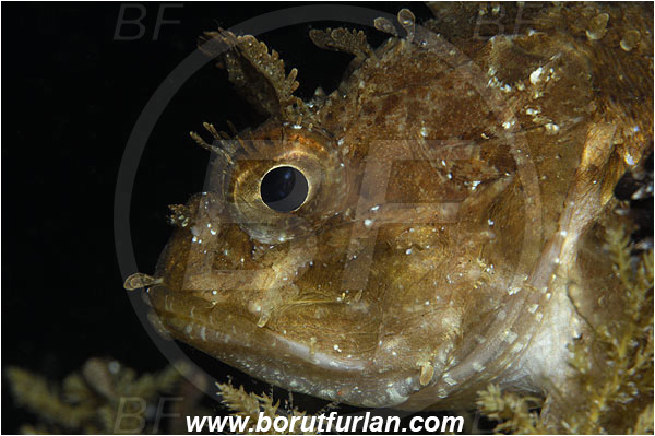 Island Susac, Croatia, Adriatic sea, Mediterranean sea, Scorpaena porcus, Scorpaena, Scorpaenidae, Brown scorpionfish, Scorpionfish, Fish, Portrait