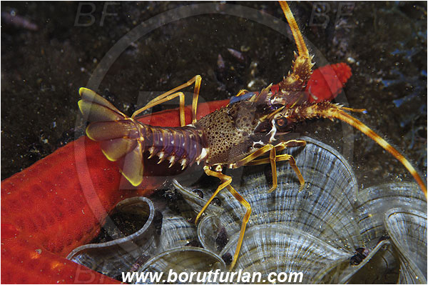 Island Susac, Croatia, Adriatic sea, Mediterranean sea, Palinurus elephas, Palinurus, Palinuridae, Decapoda, European spiny lobster, Spiny lobster, Lobster, Crustacea, Crustacean, Juvenile