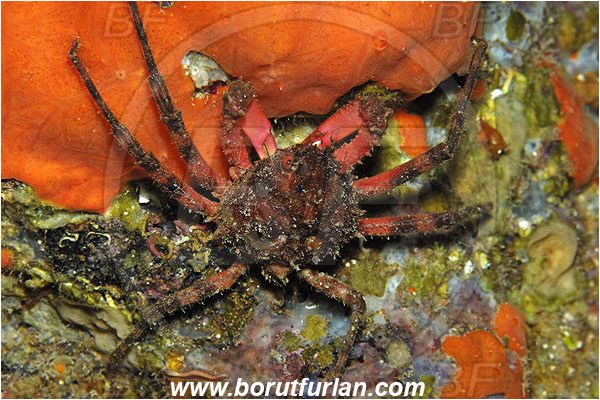 Island Susac, Croatia, Adriatic sea, Mediterranean sea, Herbstia condyliata, Herbstia, Epialtidae, Decapoda, Crustacea, Crustacean, Spiny Majoid Spider Crab, Crab