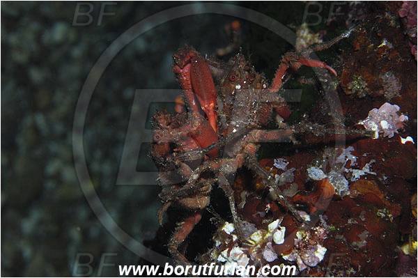 Island Susac, Croatia, Adriatic sea, Mediterranean sea, Herbstia condyliata, Herbstia, Epialtidae, Decapoda, Crustacea, Crustacean, Spiny Majoid Spider Crab, Crab