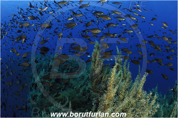 Island Lastovo, Croatia, Adriatic sea, Mediterranean sea, Reef, Sargassum hornschuchii, Sargassum, Sargassaceae, Wire weed, Strangle weed, Algae, Chromis chromis, Chromis, Pomacentridae, Mediterranean damselfish, Damselfish, Fish, Fish school