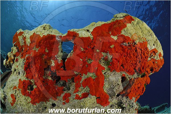 Island Lastovo, Croatia, Adriatic sea, Mediterranean sea, Reef, Rock, Red sponge