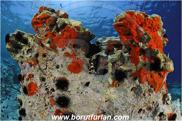 Island Lastovo, Croatia, Adriatic sea, Mediterranean sea, Reef, Rock, Red sponge