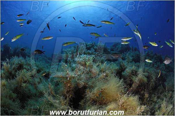 Island Lastovo, Croatia, Adriatic sea, Mediterranean sea, Reef, Sargassum hornschuchii, Sargassum, Sargassaceae, Wire weed, Strangle weed, Algae, Thalasoma pavo, Thalasoma, Labridae, Ornate wrasse, Wrasse, Fish, Fish school