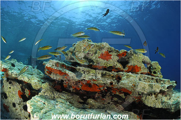 Island Lastovo, Croatia, Adriatic sea, Mediterranean sea, Reef, Rock, Red sponge, Thalasoma pavo, Thalasoma, Labridae, Ornate wrasse, Wrasse, Fish, Fish school