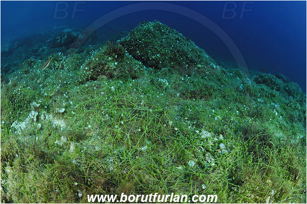 Island Susac, Croatia, Adriatic sea, Mediterranean sea, Reef, Caulerpa racemosa, Caulerpa, Caulerpaceae, Sea grapes, Algae, Reef