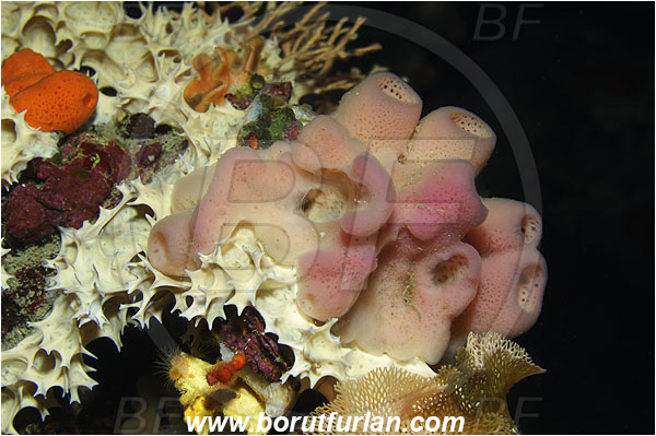 Island Susac, Croatia, Adriatic sea, Mediterranean sea, Haliclona (Reniera) mediterranea, Haliclona, Chalinidae, Sponge, Porifera
