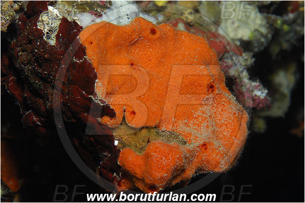 Island Susac, Croatia, Adriatic sea, Mediterranean sea, Haliclona (Halichoclona) fulva, Haliclona, Chalinidae, Sponge, Porifera