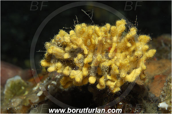 Island Susac, Croatia, Adriatic sea, Mediterranean sea, Axinella damicornis, Axinella, Axinellidae, Sponge, Porifera
