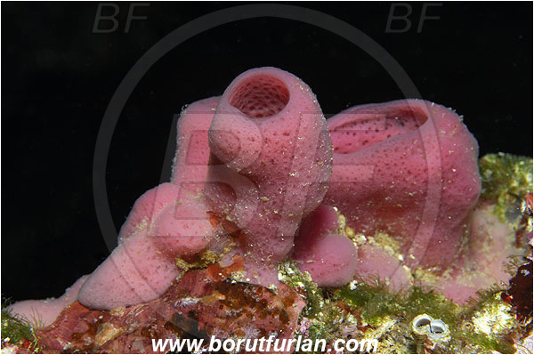 Island Susac, Croatia, Adriatic sea, Mediterranean sea, Haliclona (Reniera) mediterranea, Haliclona, Chalinidae, Sponge, Porifera