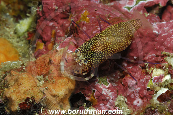 Island Susac, Croatia, Adriatic sea, Mediterranean sea, Gnathophyllum elegans, Gnathophyllum, Palaemonidae, Decapoda, Spotted bumblebee shrimp, Shrimp, Crustacea, Crustacean