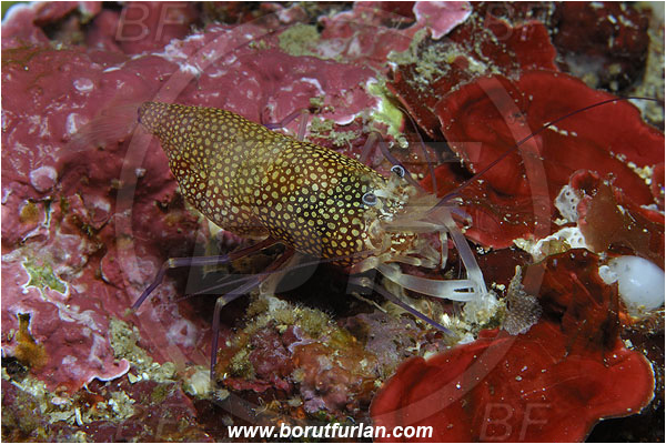 Island Susac, Croatia, Adriatic sea, Mediterranean sea, Gnathophyllum elegans, Gnathophyllum, Palaemonidae, Decapoda, Spotted bumblebee shrimp, Shrimp, Crustacea, Crustacean
