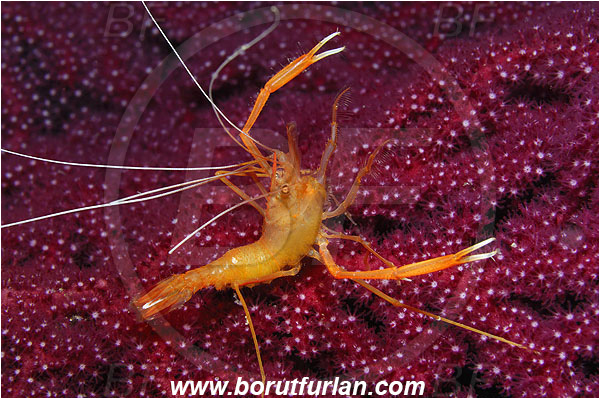 Island Susac, Croatia, Adriatic sea, Mediterranean sea, Stenopus spinosus, Stenopus, Stenopodidae, Decapoda, Golden coral shrimp, Mediterranean coral shrimp, Shrimp, Crustacea, Crustacean