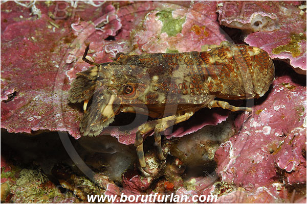 Island Susac, Croatia, Adriatic sea, Mediterranean sea, Scyllarus arctus, Scyllarus, Scyllaridae, Decapoda, Small European slipper lobster, Slipper lobster, Lobster, Crustacea, Crustacean