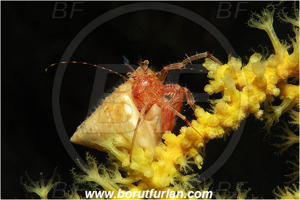 Island Susac, Croatia, Adriatic sea, Mediterranean sea, Crustacea, Crustacean, Hermit crab, Crab, Unidentified