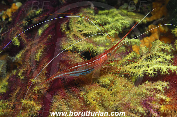 Island Susac, Croatia, Adriatic sea, Mediterranean sea, Plesionika narval, Plesionika, Pandalidae, Decapoda, Narwal shrimp, Shrimp, Crustacea, Crustacean