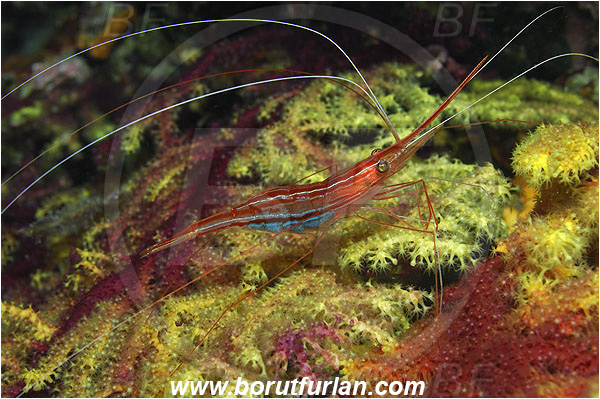 Island Susac, Croatia, Adriatic sea, Mediterranean sea, Plesionika narval, Plesionika, Pandalidae, Decapoda, Narwal shrimp, Shrimp, Crustacea, Crustacean