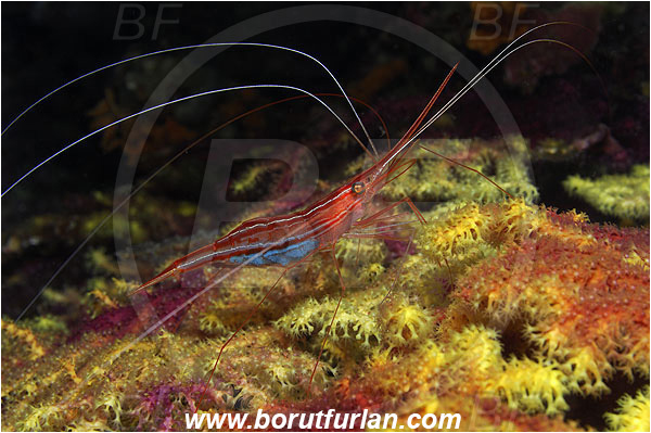 Island Susac, Croatia, Adriatic sea, Mediterranean sea, Plesionika narval, Plesionika, Pandalidae, Decapoda, Narwal shrimp, Shrimp, Crustacea, Crustacean