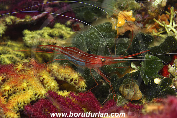 Island Susac, Croatia, Adriatic sea, Mediterranean sea, Plesionika narval, Plesionika, Pandalidae, Decapoda, Narwal shrimp, Shrimp, Crustacea, Crustacean