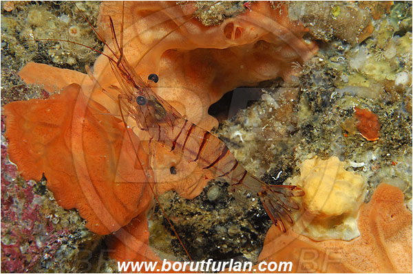 Island Susac, Croatia, Adriatic sea, Mediterranean sea, Palaemon serratus, Palaemon, Palaemonidae, Decapoda, Common prawn, Shrimp, Crustacea, Crustacean