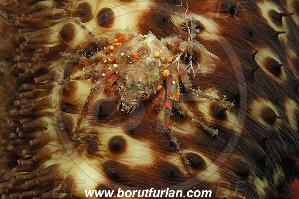 Island Susac, Croatia, Adriatic sea, Mediterranean sea, Eurynome aspera, Eurynome, Majidae, Decapoda, Crustacea, Crustacean, Crab