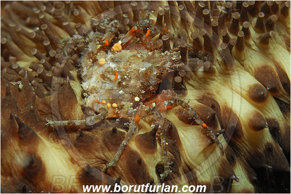 Island Susac, Croatia, Adriatic sea, Mediterranean sea, Eurynome aspera, Eurynome, Majidae, Decapoda, Crustacea, Crustacean, Crab