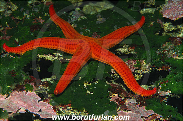 Island Susac, Croatia, Adriatic sea, Mediterranean sea, Hacelia attenuata, Hacelia, Ophidiasteridae, Smooth starfish, Strafish, Asteroidea, Echinodermata, Echinoderm