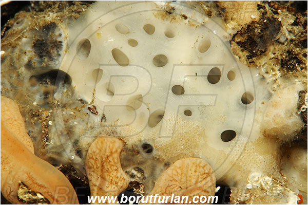 Island Susac, Croatia, Adriatic sea, Mediterranean sea, Sponge, Porifera, Unidentified