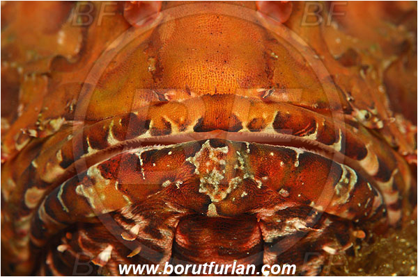 Island Susac, Croatia, Adriatic sea, Mediterranean sea, Scorpaena scrofa, Scorpaena, Scorpaenidae, Great red scorpionfish, Scorpionfish, Fish, Abstract, Mouth