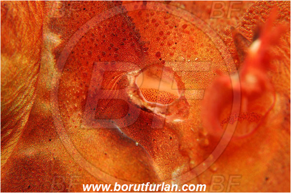Island Susac, Croatia, Adriatic sea, Mediterranean sea, Scorpaena scrofa, Scorpaena, Scorpaenidae, Great red scorpionfish, Scorpionfish, Fish, Abstract, Skin