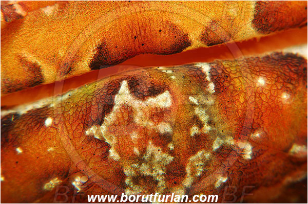 Island Susac, Croatia, Adriatic sea, Mediterranean sea, Scorpaena scrofa, Scorpaena, Scorpaenidae, Great red scorpionfish, Scorpionfish, Fish, Abstract, Mouth