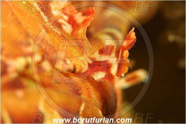 Island Susac, Croatia, Adriatic sea, Mediterranean sea, Scorpaena scrofa, Scorpaena, Scorpaenidae, Great red scorpionfish, Scorpionfish, Fish, Abstract, Skin