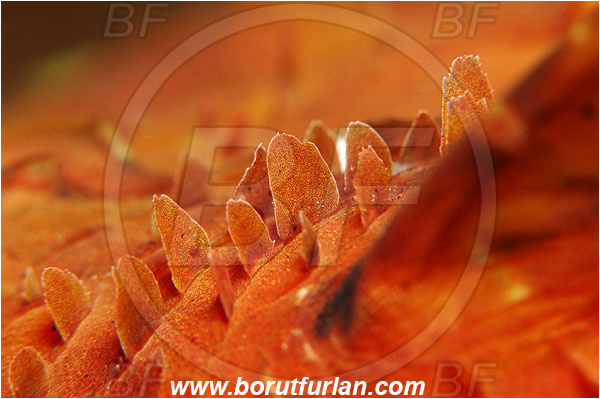 Island Susac, Croatia, Adriatic sea, Mediterranean sea, Scorpaena scrofa, Scorpaena, Scorpaenidae, Great red scorpionfish, Scorpionfish, Fish, Abstract, Skin