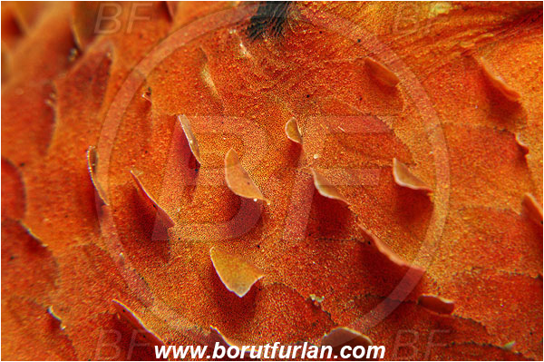 Island Susac, Croatia, Adriatic sea, Mediterranean sea, Scorpaena scrofa, Scorpaena, Scorpaenidae, Great red scorpionfish, Scorpionfish, Fish, Abstract, Skin